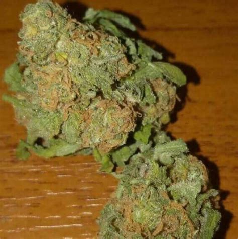 bg kush|Bubblegum Kush Strain of Marijuana 